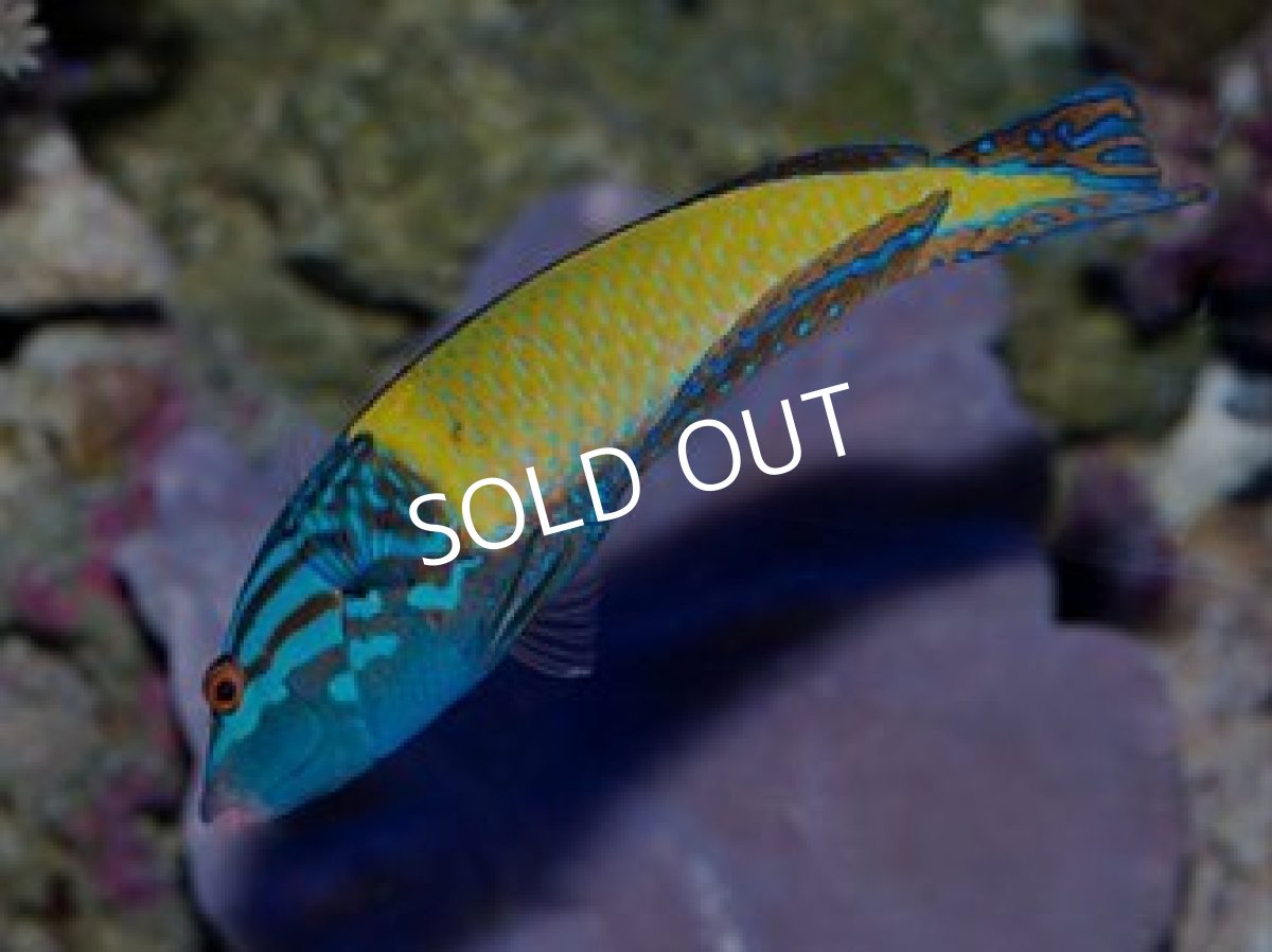 画像2: サウスシーズラス(フェミニンラス)♂ (2)