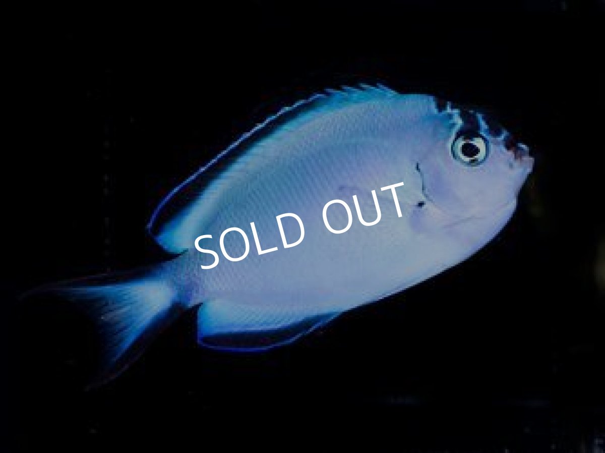 画像4: ■SALE■ニューカレドニア産ヒレナガヤッコ ペア (4)