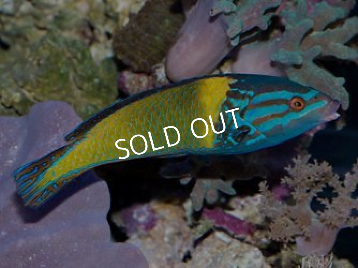 画像3: サウスシーズラス(フェミニンラス)♂ (3)