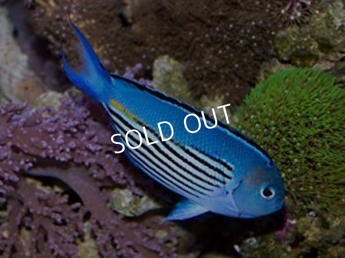 画像3: ■SALE■ニューカレドニア産ヒレナガヤッコ ペア (3)