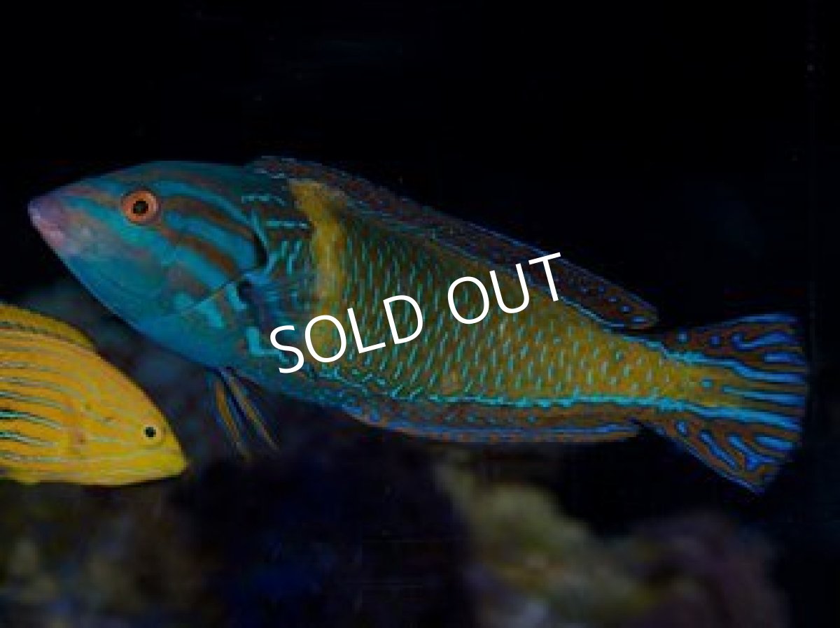 画像4: サウスシーズラス(フェミニンラス)♂ (4)