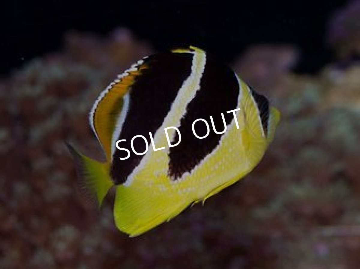 画像2: ■SALE■インディアンバタフライ (2)