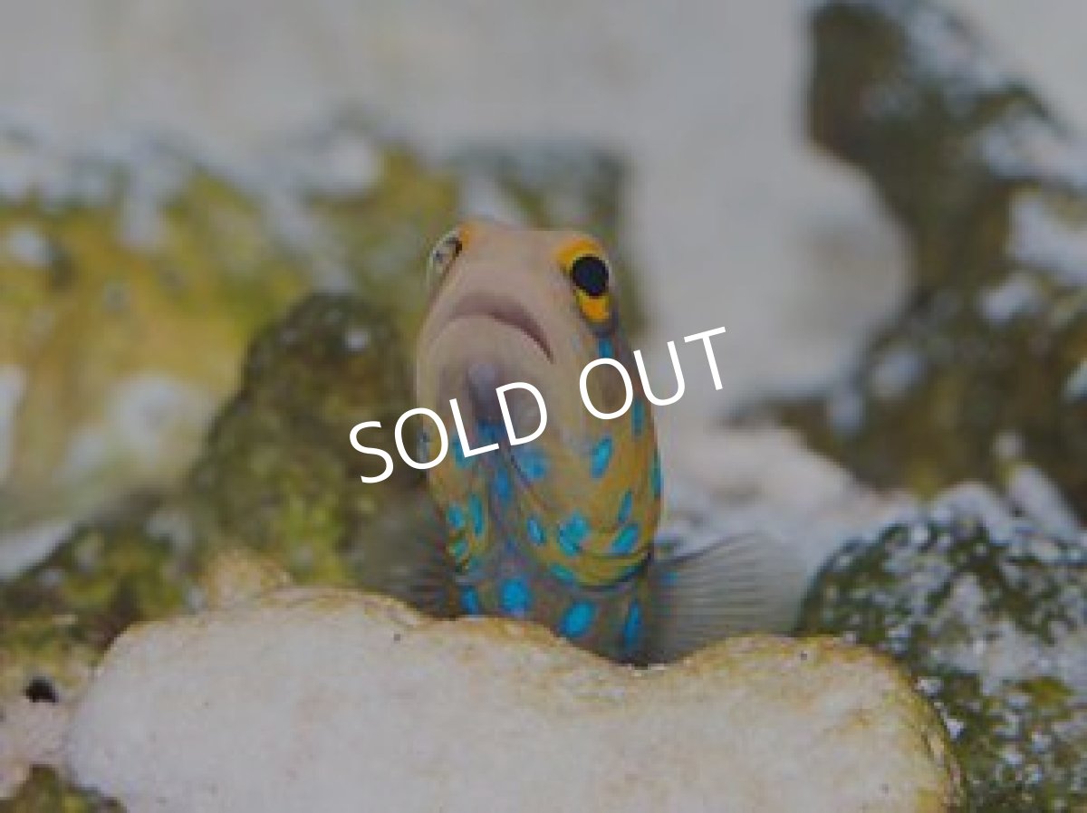 画像2: ■SALE■ブルースポッテッドジョーフィッシュ No.2 (2)