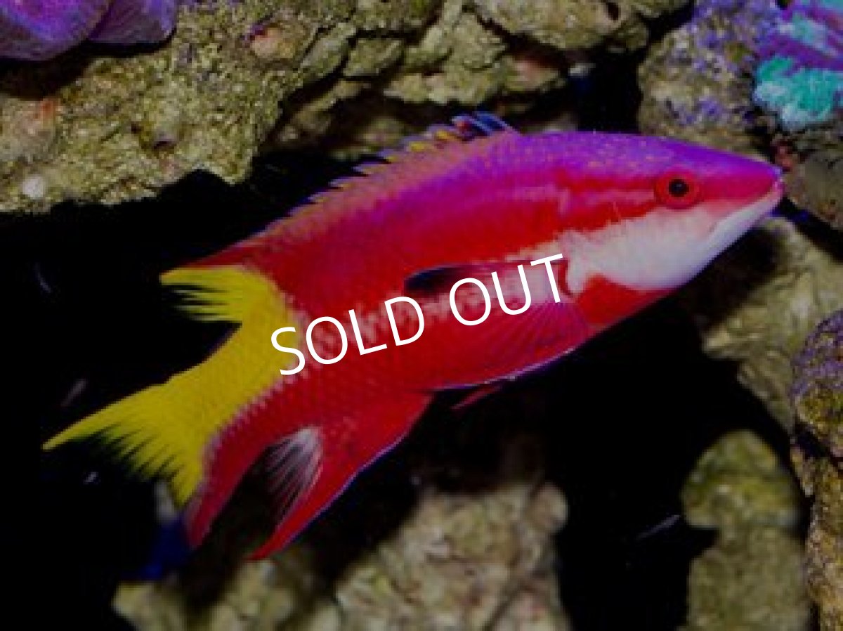 画像3: キューバンホグフィッシュ アダルト (3)