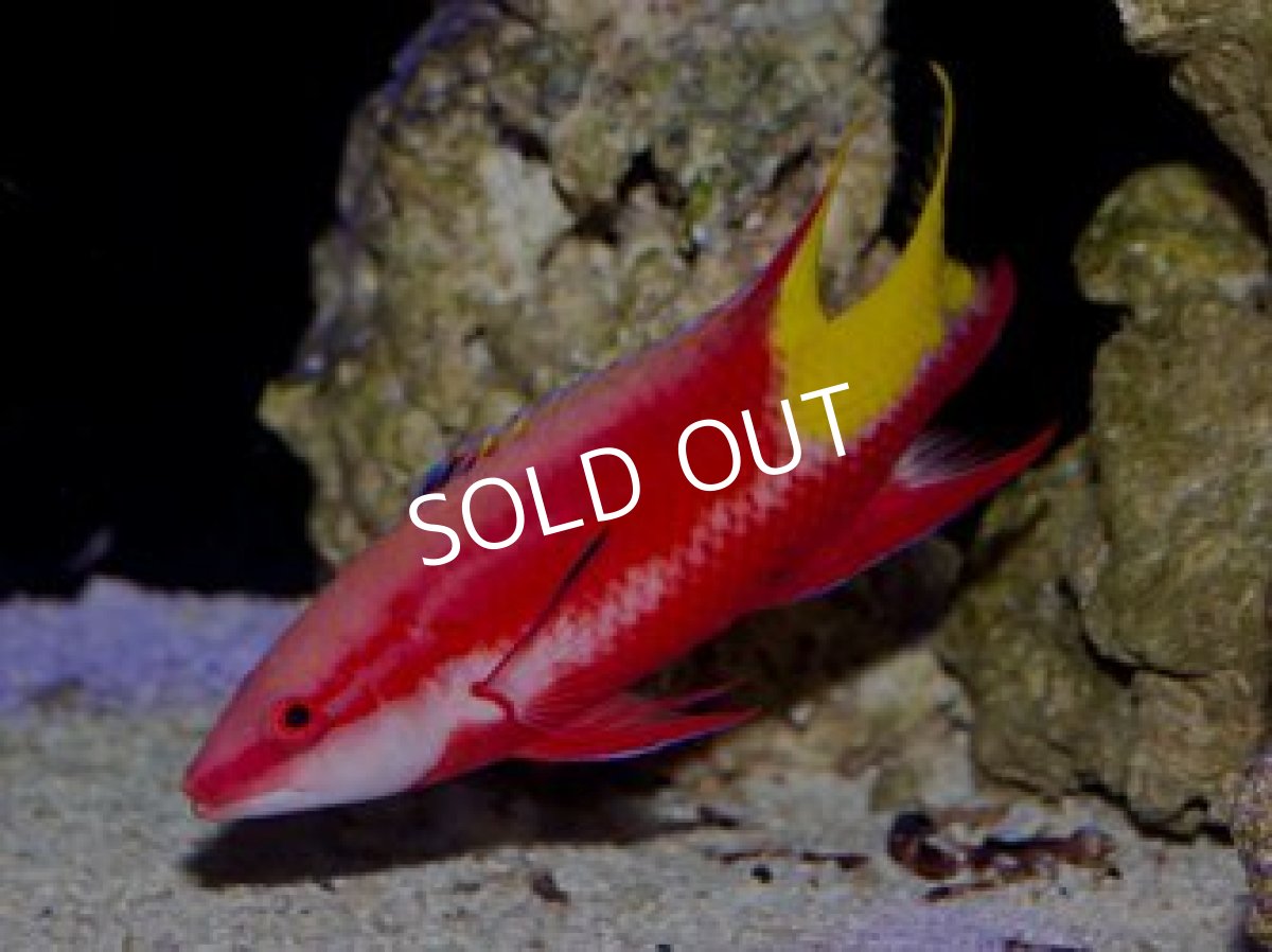 画像2: キューバンホグフィッシュ アダルト (2)