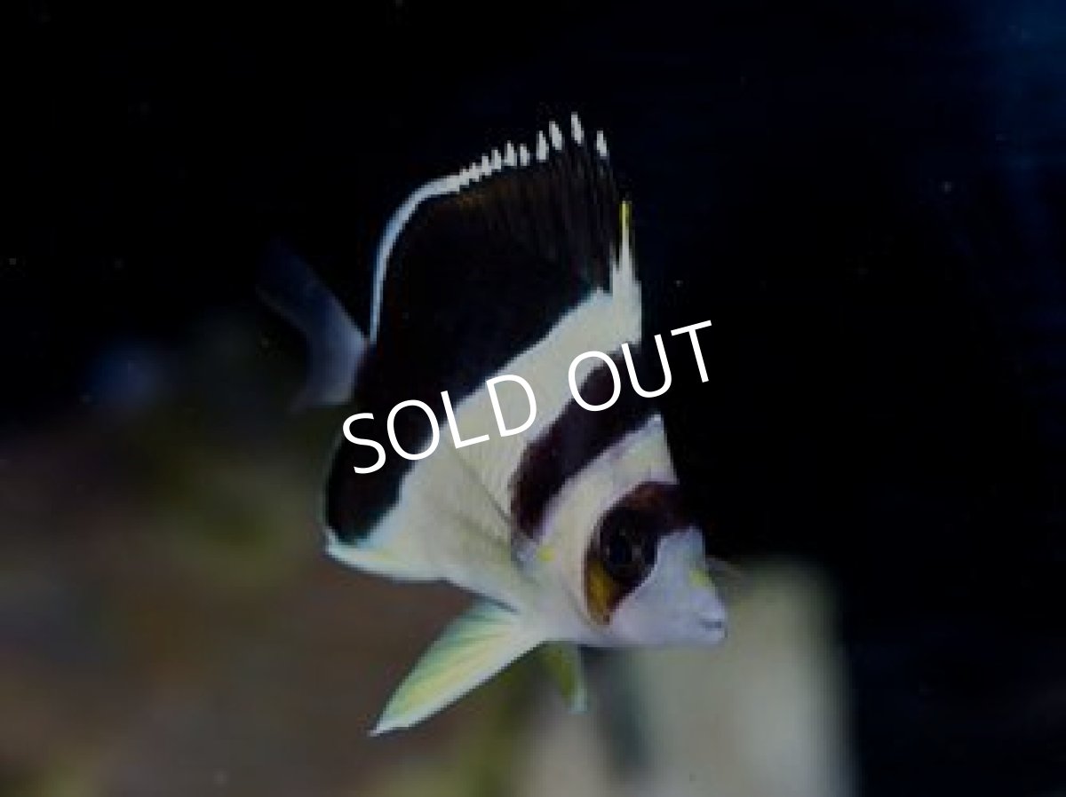 画像3: ■SALE■バージェスバタフライ S (3)