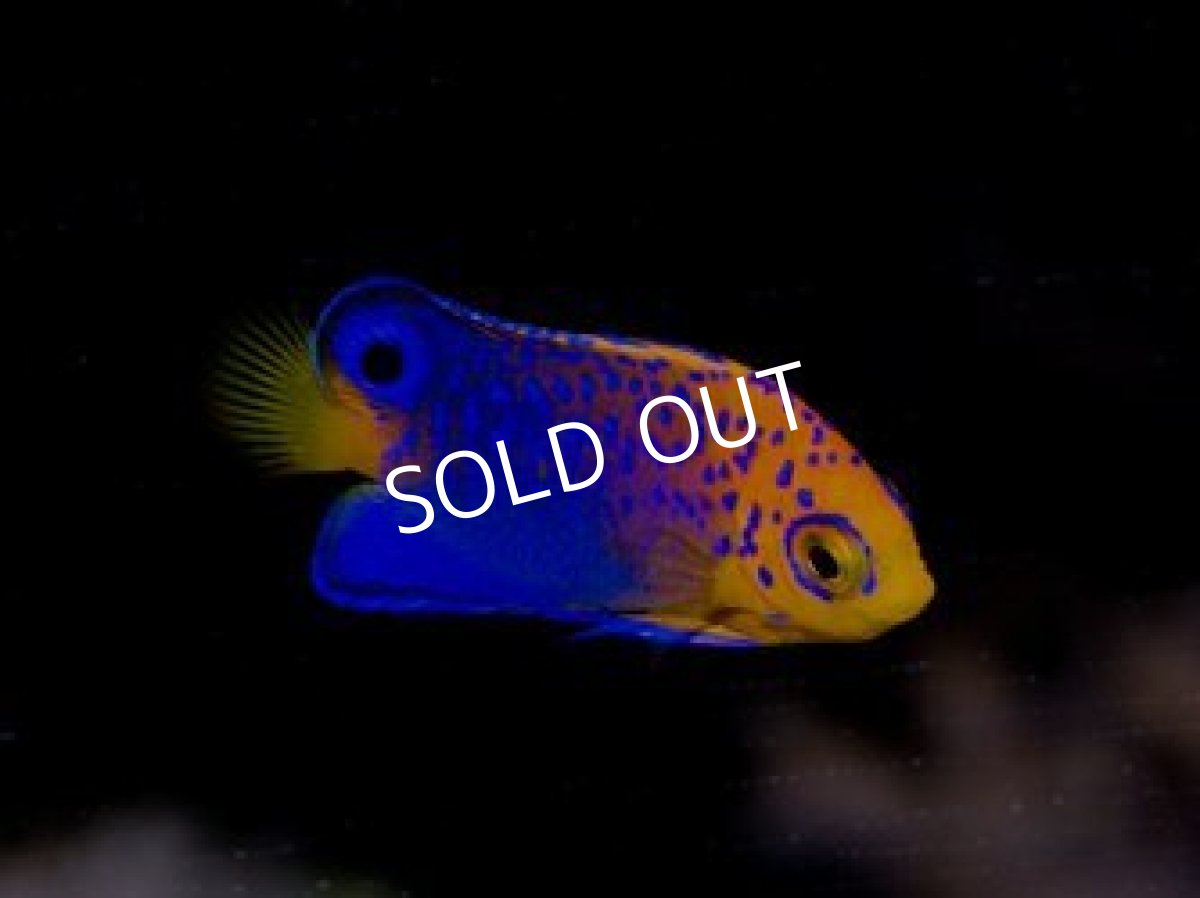 画像2: ■SALE■レンテンヤッコ ベビー No.2 (2)