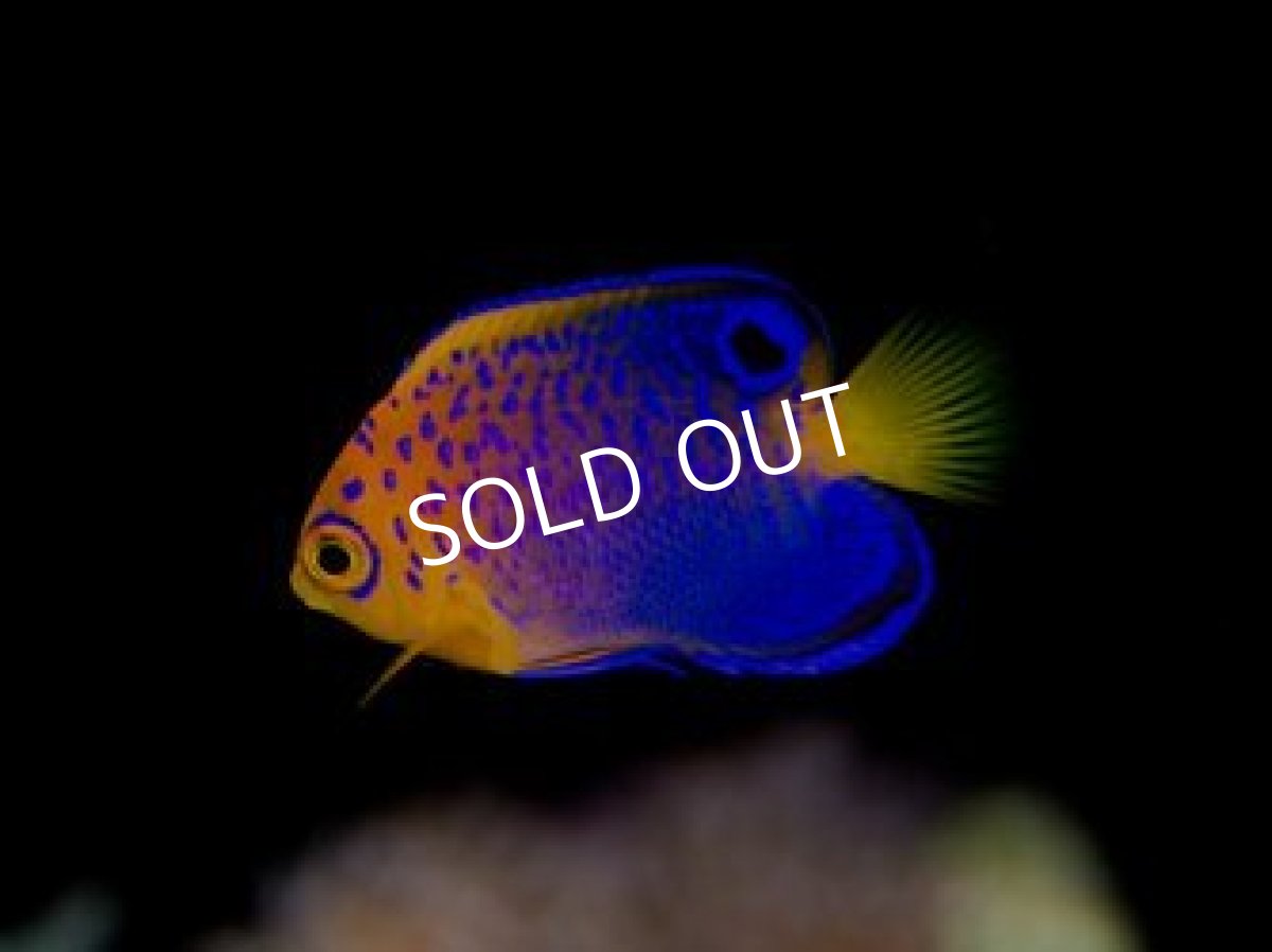 画像2: ■SALE■レンテンヤッコ ベビー No.１ (2)