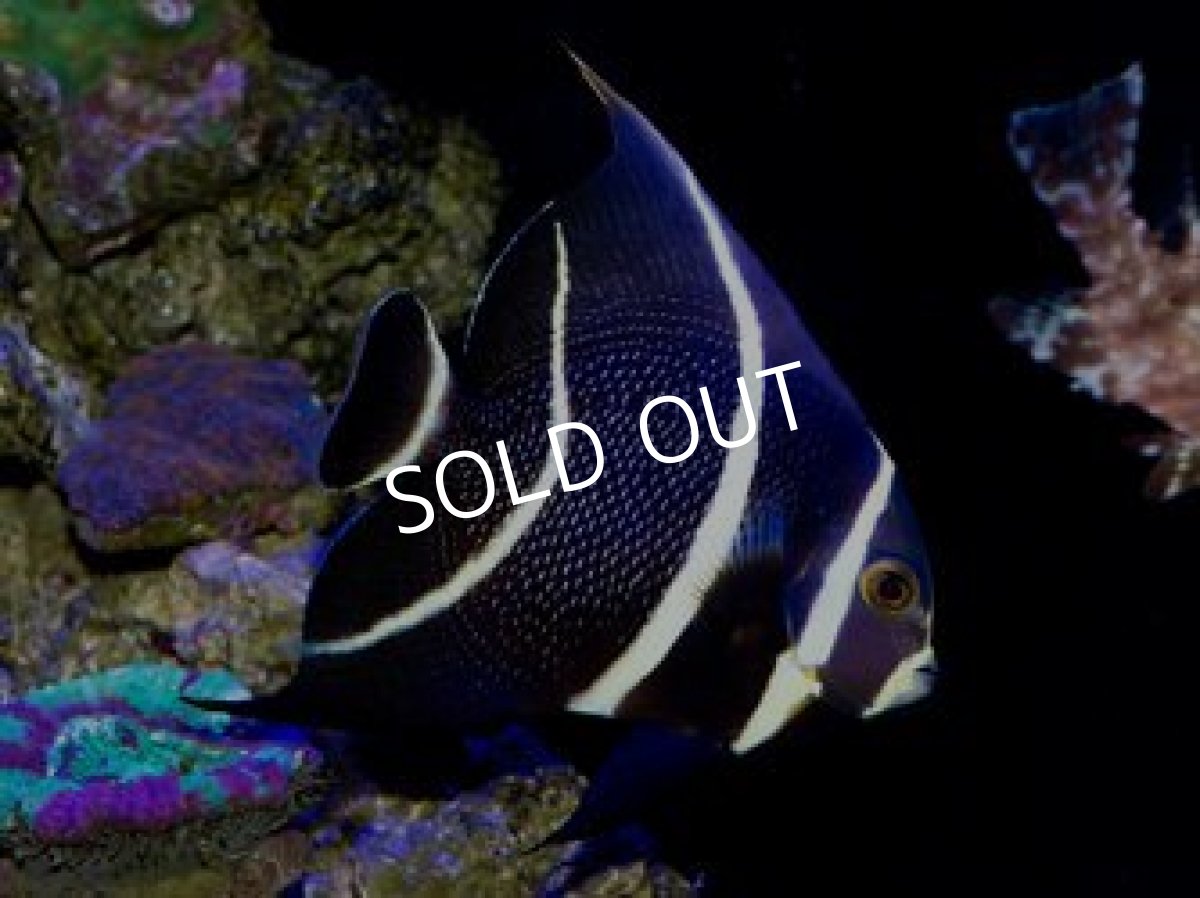 画像2: ◼︎SALE ベリーズ便 フレンチエンゼル ML (2)