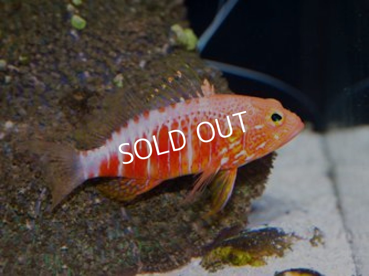 画像2: オシャレハナダイ Plectranthias pelicieri  (2)