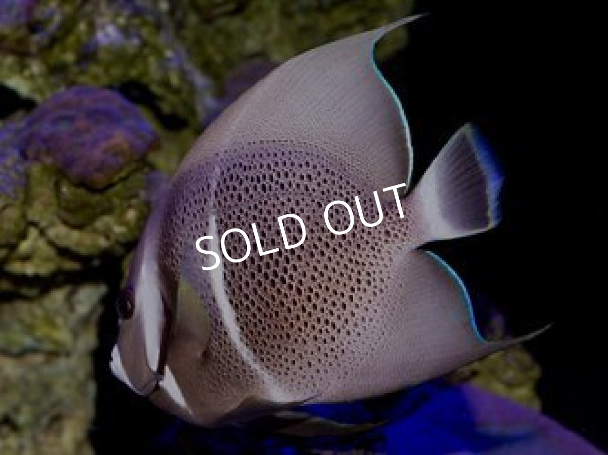 画像2: ■SALE■ベリーズ便 グレイエンゼル ML (2)