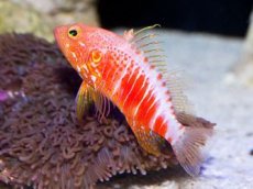 画像1: オシャレハナダイ　Plectranthias pelicieri　 (1)