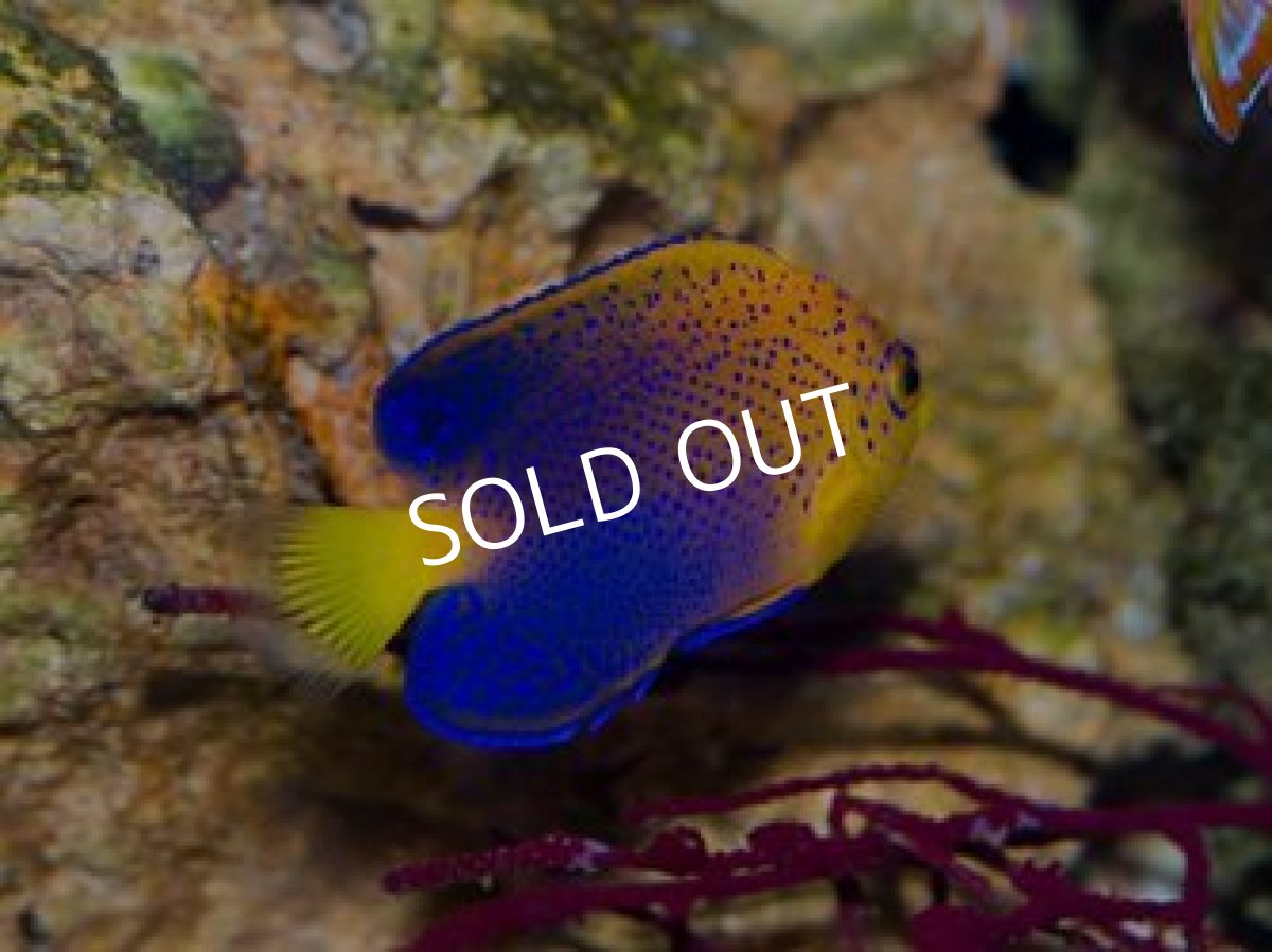 画像3: ■SALE■レンテンヤッコ SM (3)