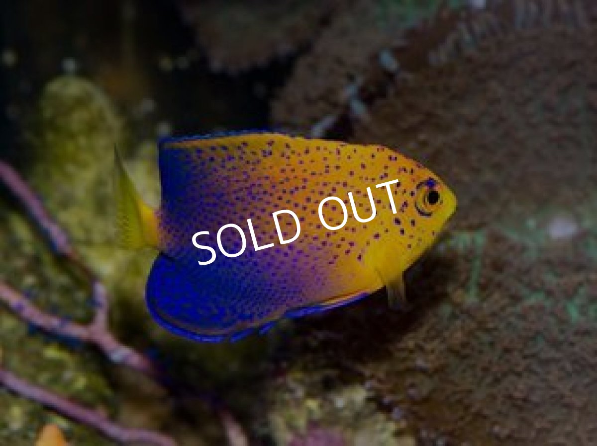 画像2: ■SALE■レンテンヤッコ SM (2)