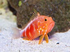 画像3: オシャレハナダイ　Plectranthias pelicieri　 (3)