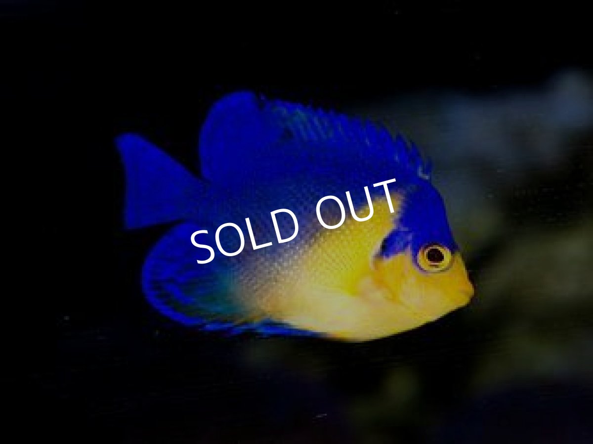 画像2: ■SALE■八重山産 スミレヤッコ SM No.2 (2)