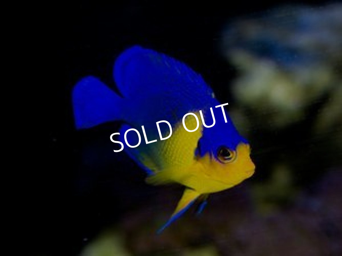 画像2: ■SALE■八重山産 スミレヤッコ SM No.１ (2)