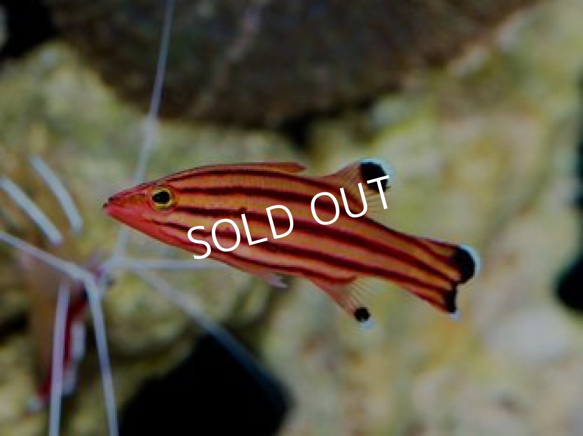 画像2: ■SALE■スイスガードバスレット 2匹set (2)