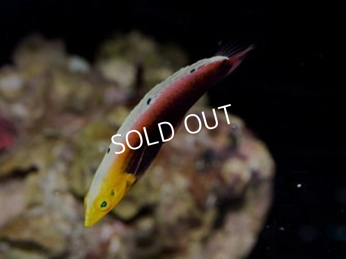 画像2: ■SALE■リーデントラス (2)