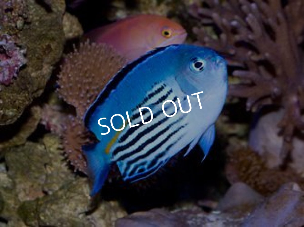 画像3: ■SALE■ニューカレドニア産ヒレナガヤッコ　ペア (3)