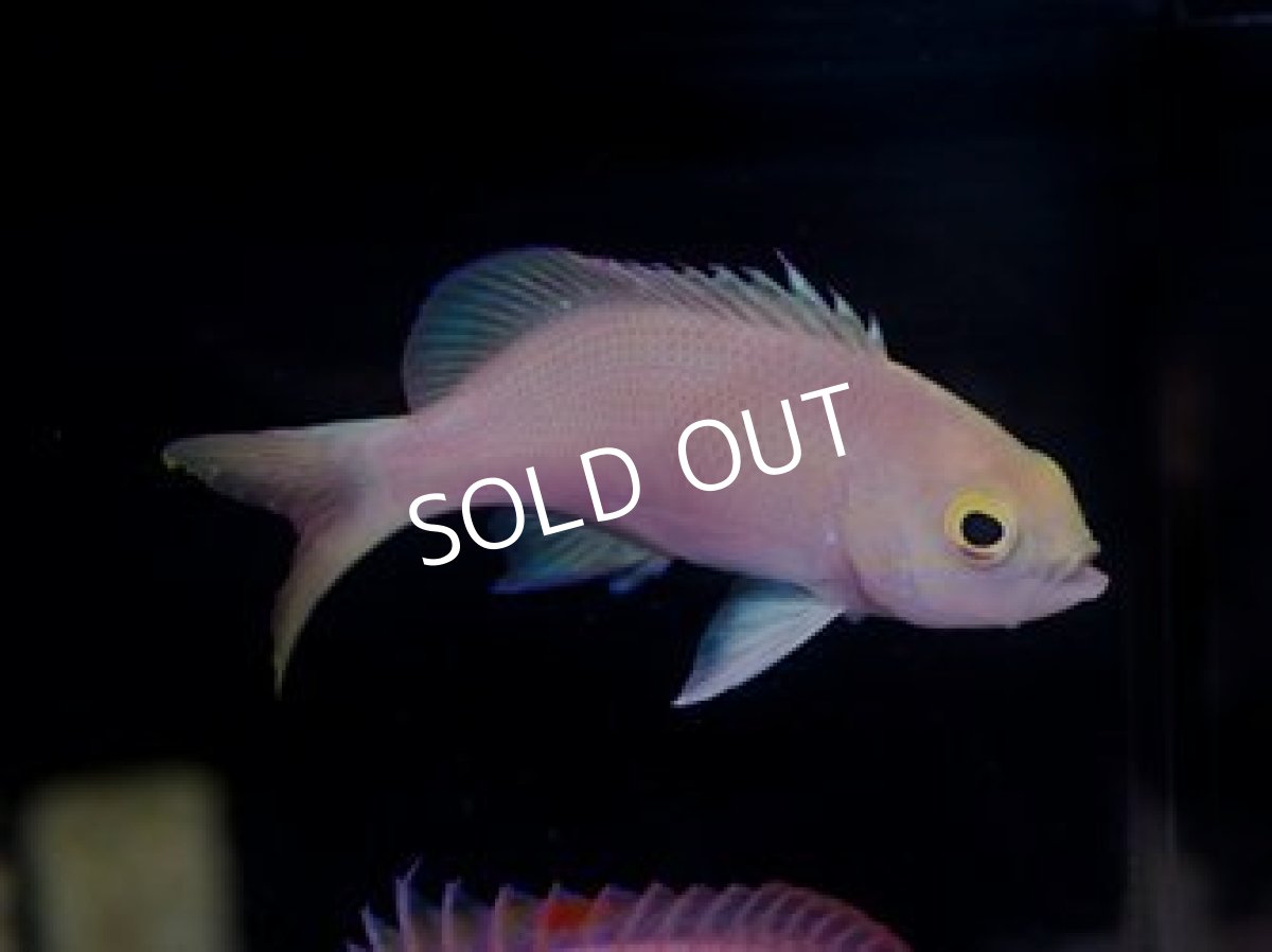 画像3: ■SALE■ニューカレドニア産　バリアリーフフェアリーバスレット♂♀ (3)