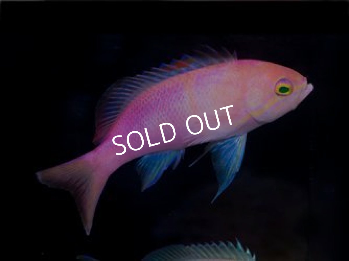 画像2: ■SALE■ニューカレドニア産　バリアリーフフェアリーバスレット♂♀ (2)