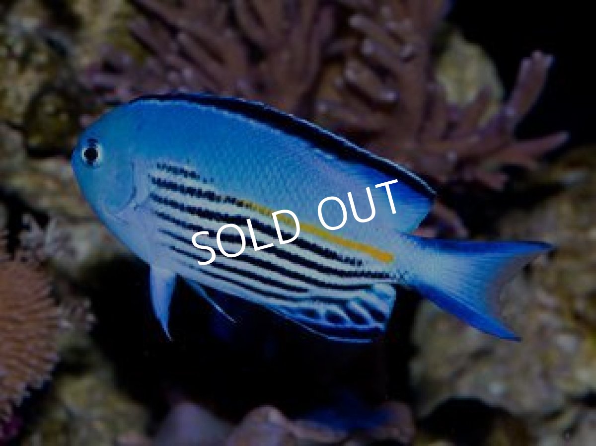 画像2: ■SALE■ニューカレドニア産ヒレナガヤッコ　ペア (2)