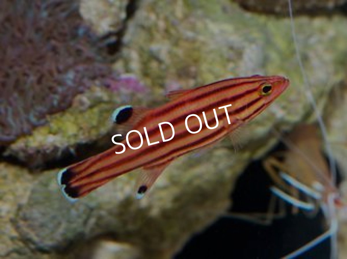 画像3: ■SALE■スイスガードバスレット 2匹set (3)