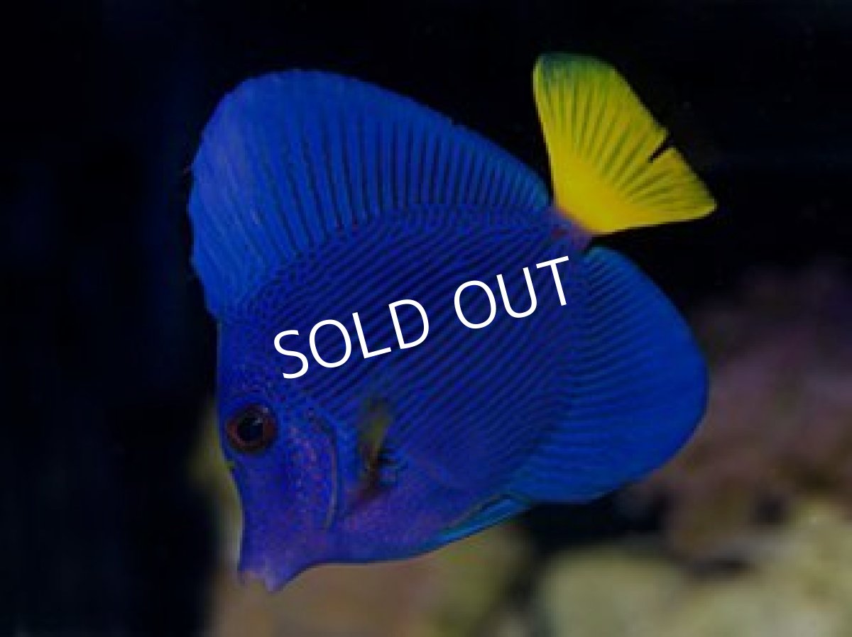 画像2: ■SALE■　パープルタン (2)