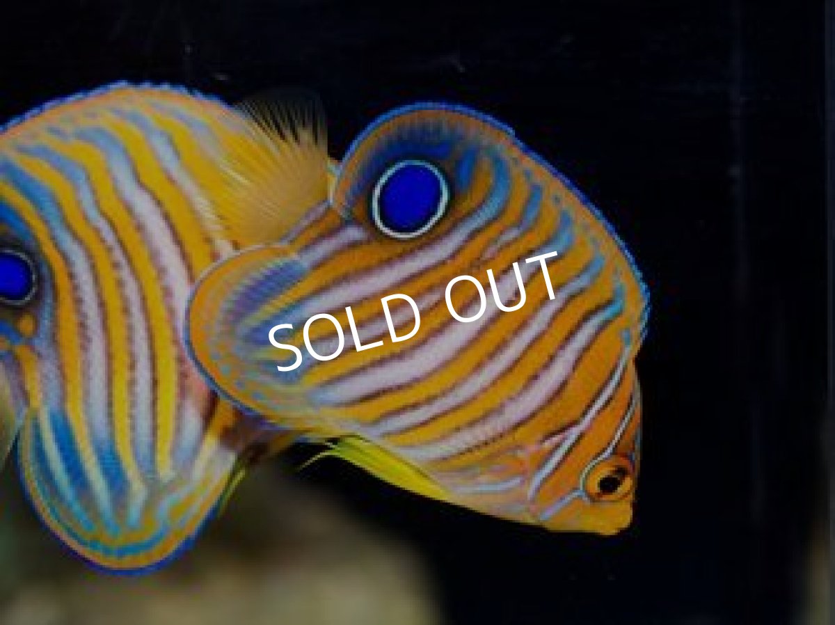 画像2: ■SALE■八重山産 ニシキヤッコ SM No.2 (2)