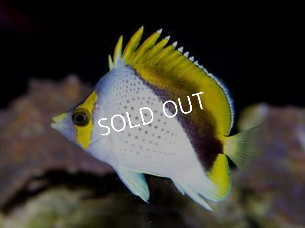 画像2: マルケサスバタフライ No.１ (2)