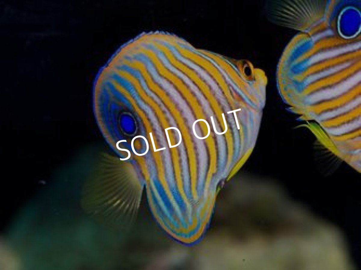 画像2: ■SALE■八重山産 ニシキヤッコ SM No.1 (2)