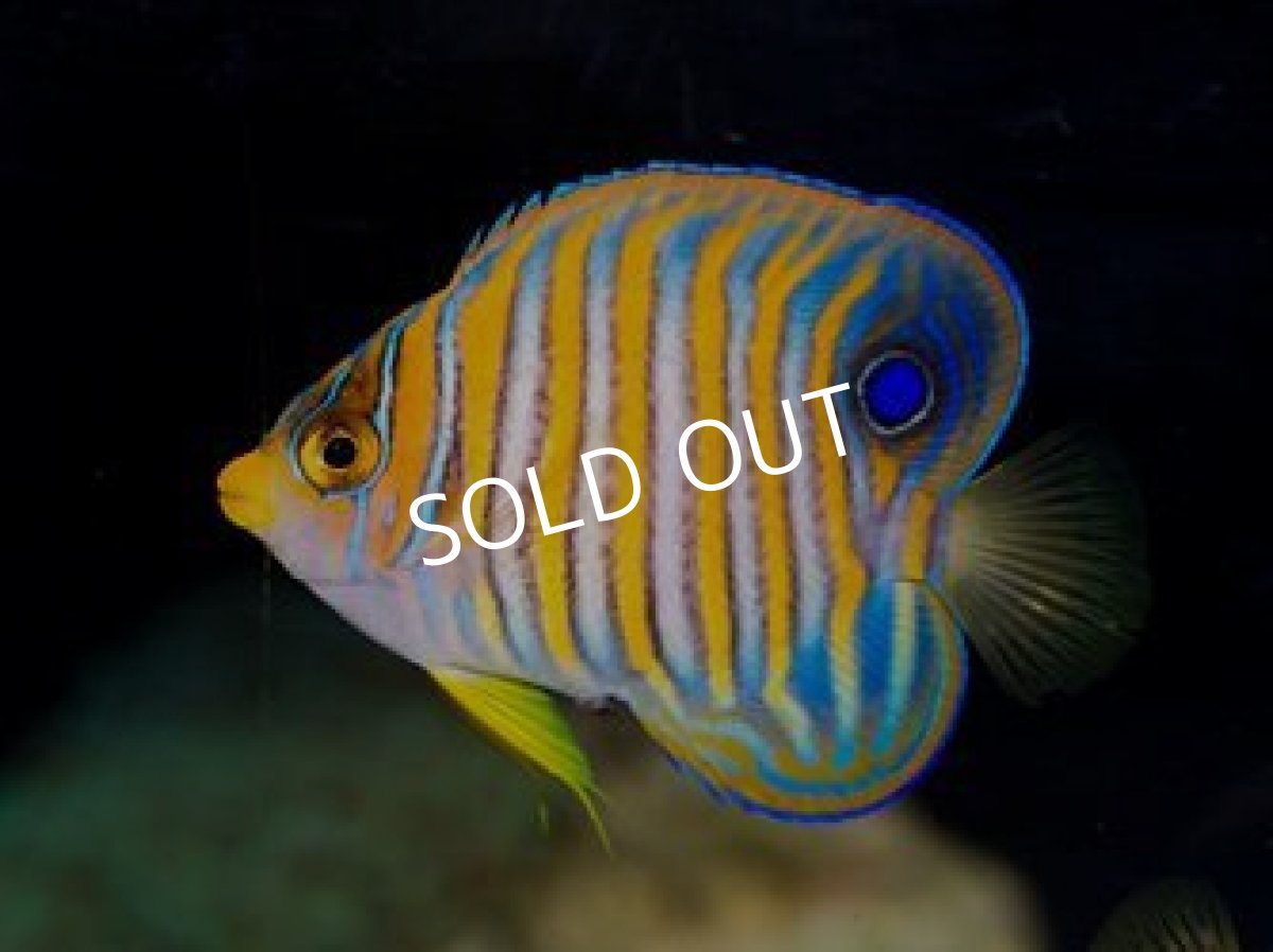 画像3: ■SALE■八重山産 ニシキヤッコ SM No.1 (3)