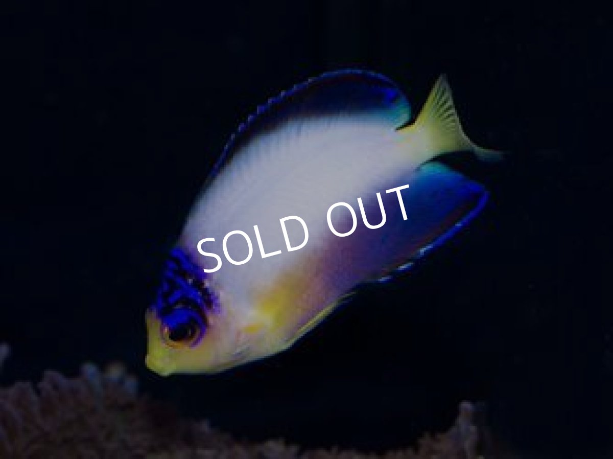 画像2: ■SALE■マルチカラーピグミーエンゼル セット (2)