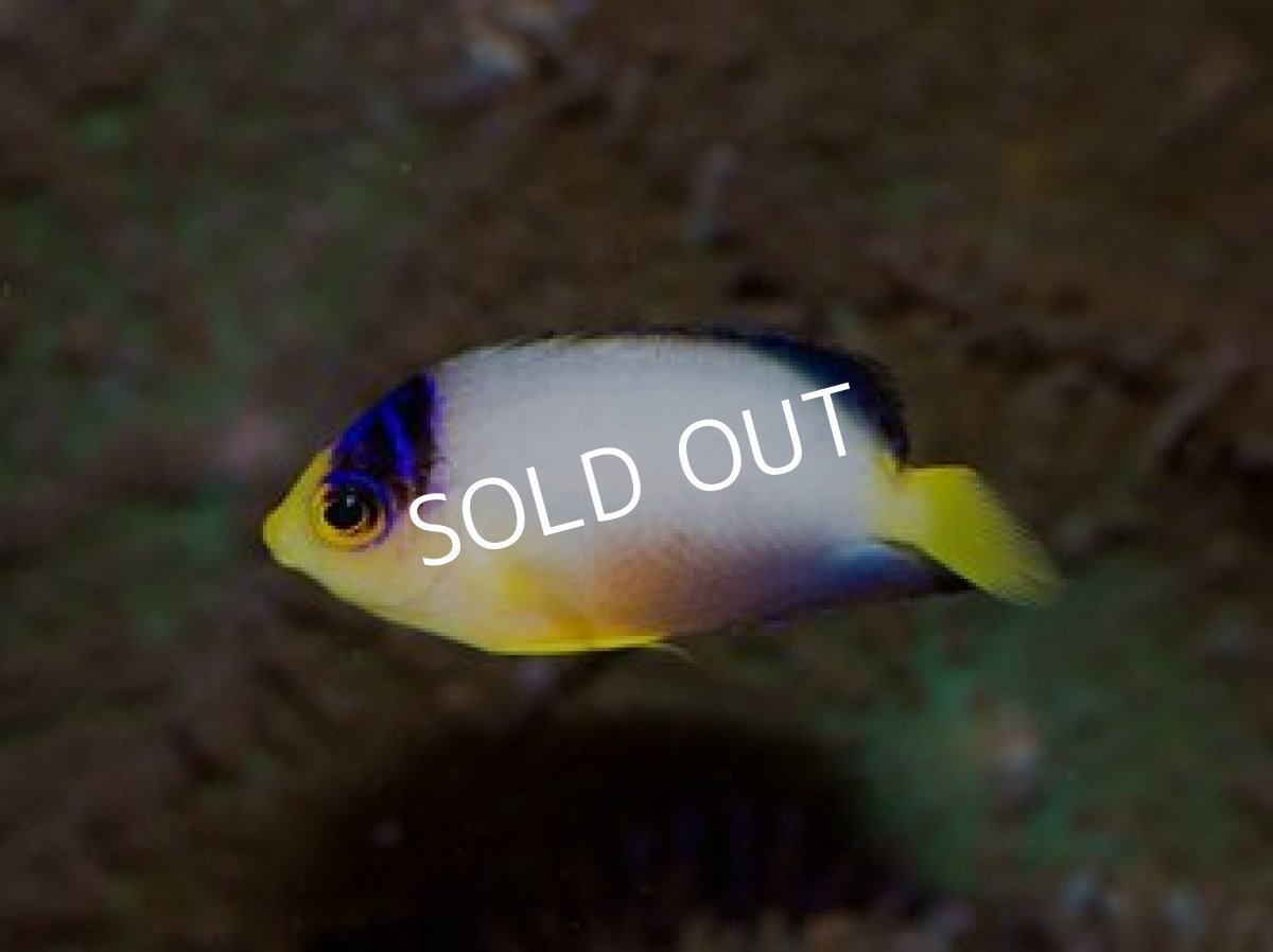 画像3: ■SALE■マルチカラーピグミーエンゼル セット (3)