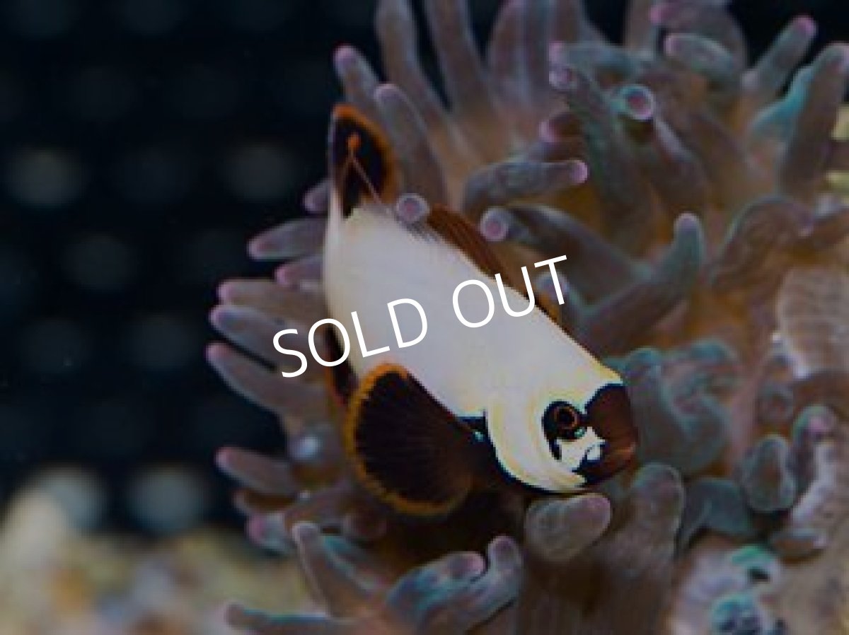 画像3: ■SALE■ ゴールデンナゲット (3)