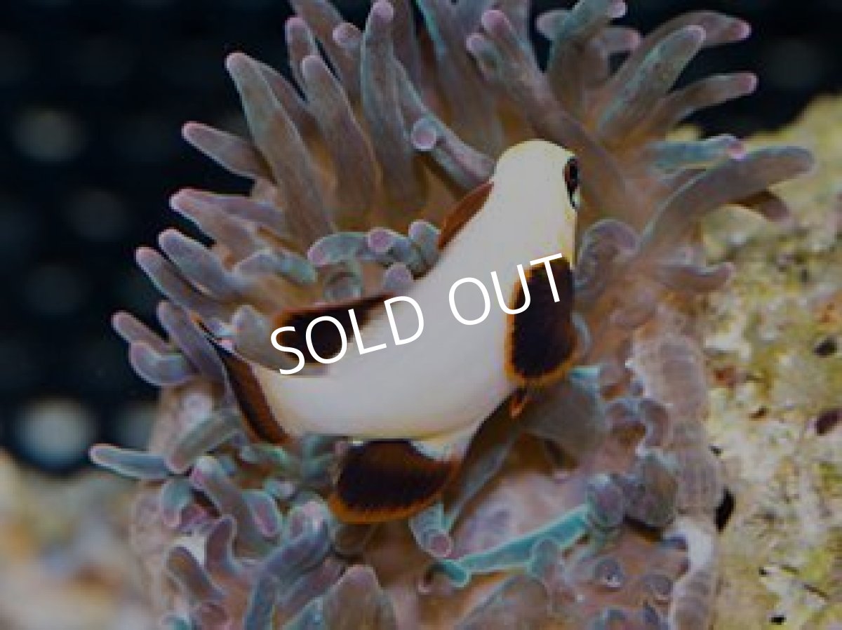 画像2: ■SALE■ ゴールデンナゲット (2)