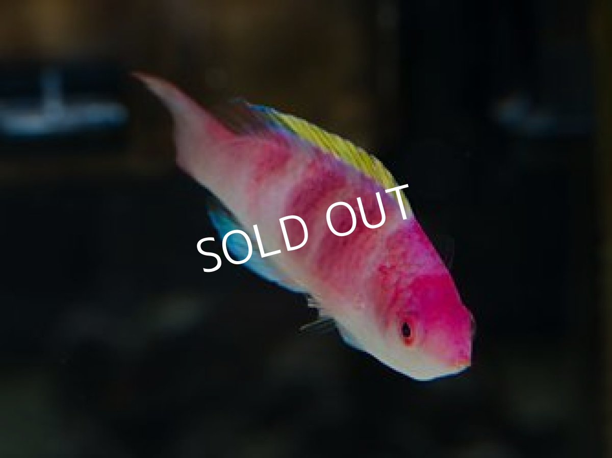 画像2: ■SALE■イエローフィンフェアリーラス (2)