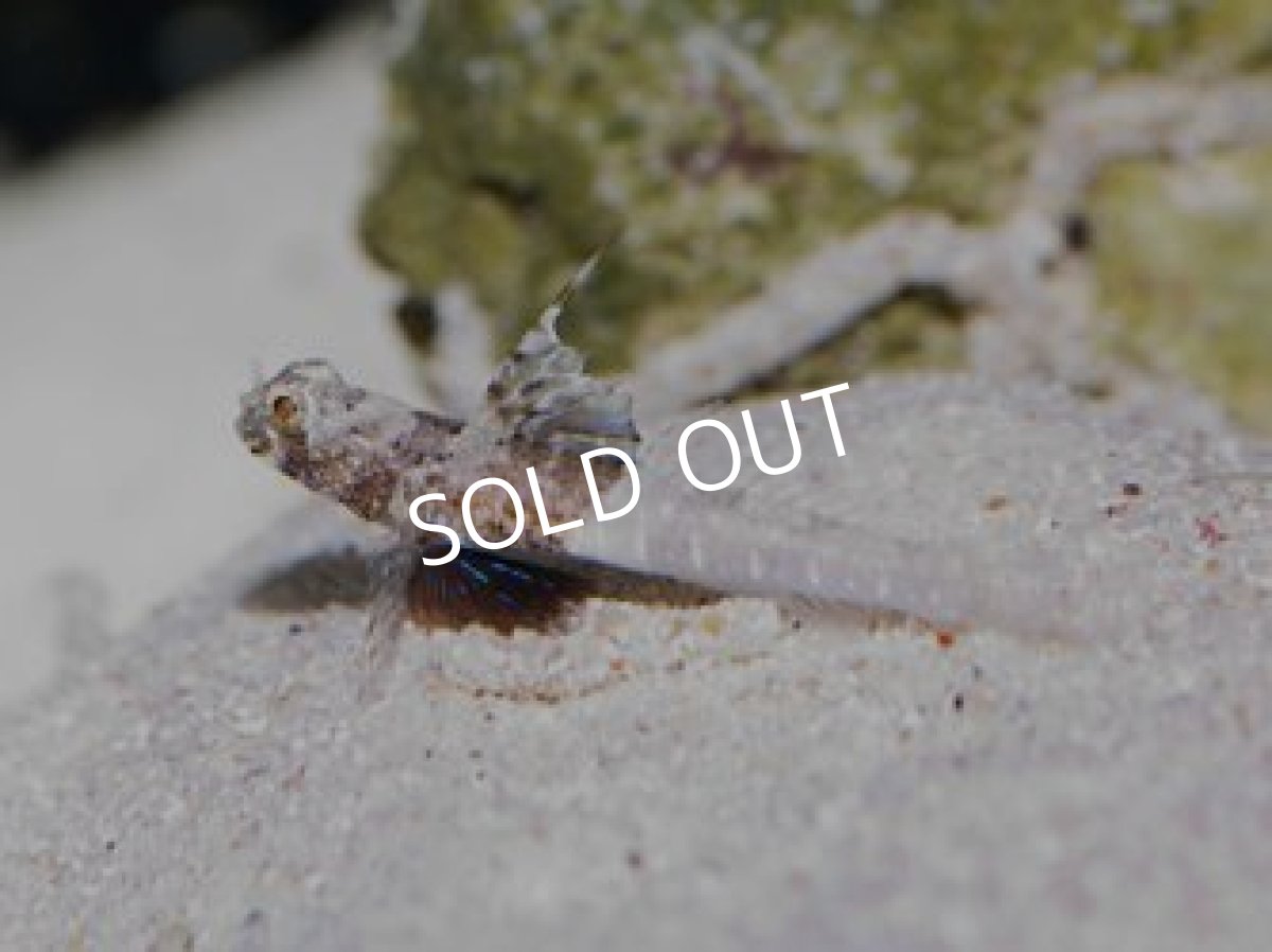 画像2: ◆ＳＡＬＥ ２０%ｏｆｆ◆レイドシュリンプゴビー (2)