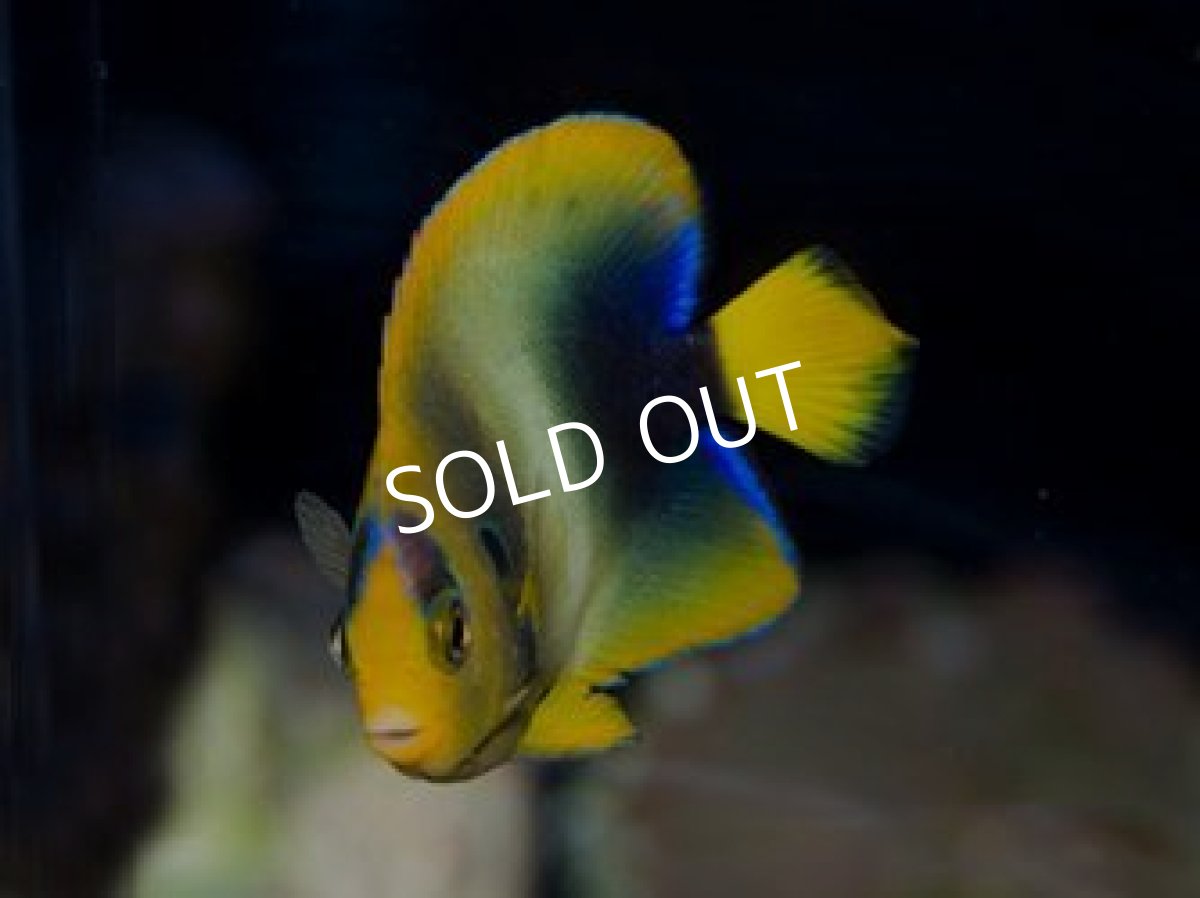 画像2: ■SALE■ウエストアフリカンエンゼル M (2)