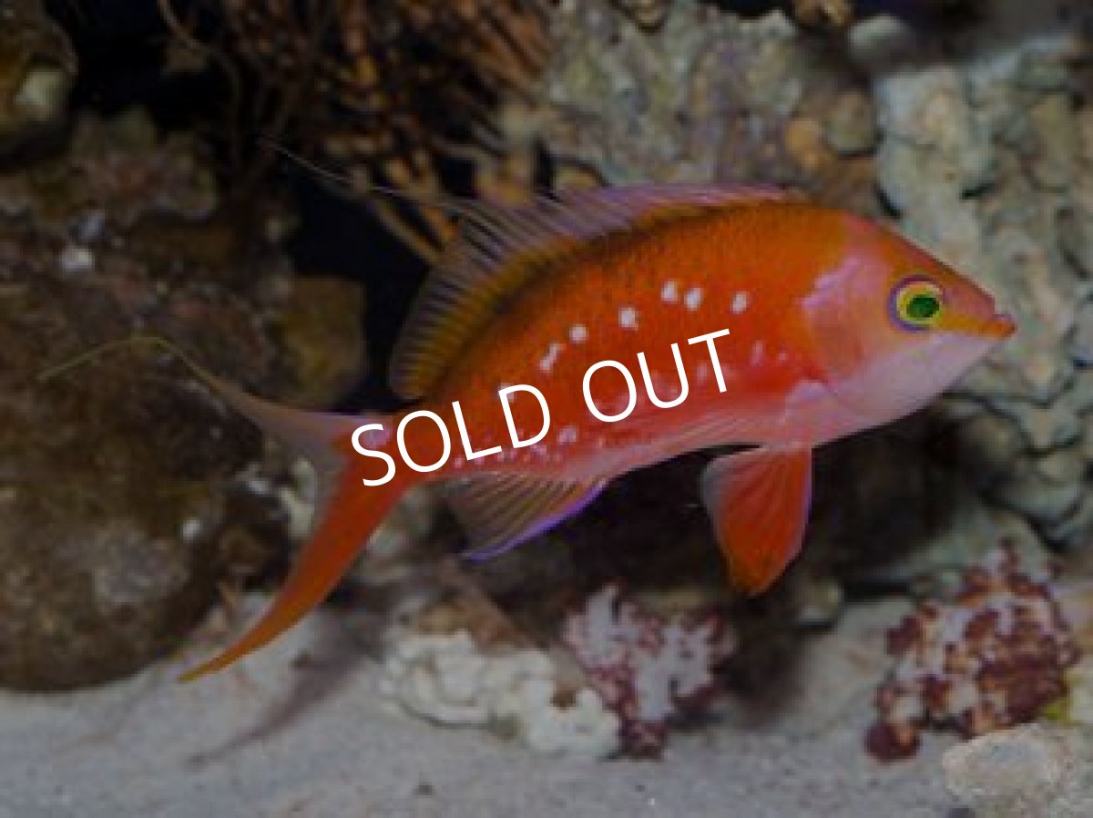 画像3: サクラダイ　ペア　伊豆産　Ｎｏ.１ (3)