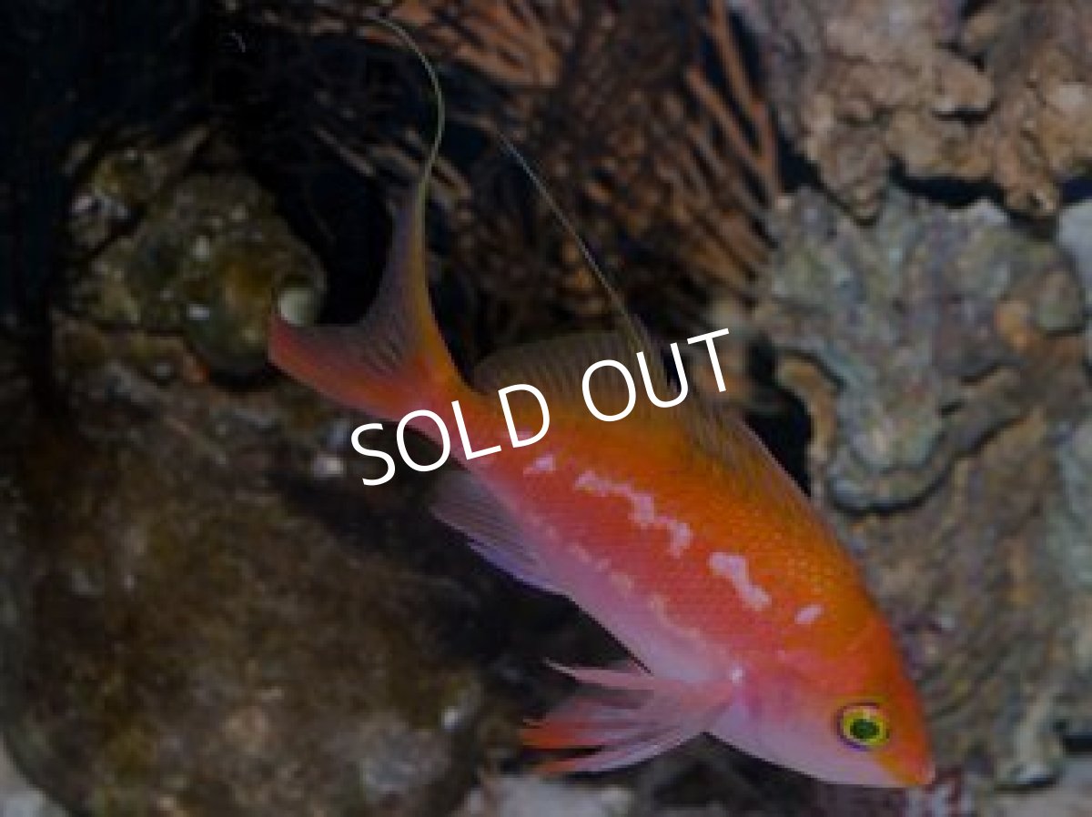 画像2: サクラダイ ペア 伊豆産 No.2 (2)