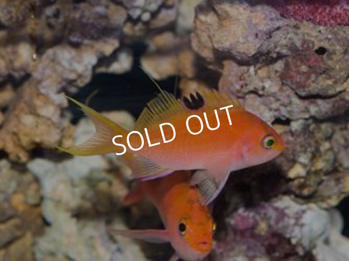 画像3: サクラダイ ペア 伊豆産 No.2 (3)