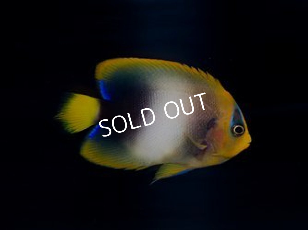 画像2: ■SALE■ウエストアフリカンエンゼル M (2)