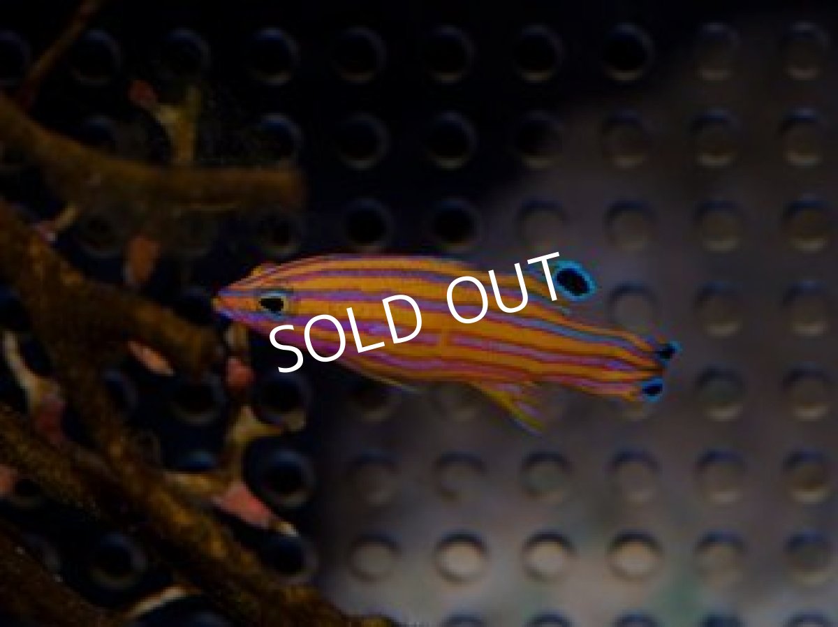 画像2: ■SALE■ キャンディバスレット No.1 (2)