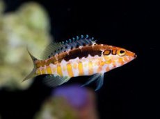 画像1: オレンジバックバスレット　Serranus annularis (1)