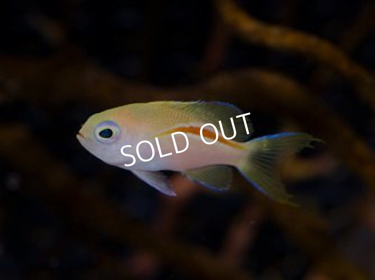 画像2: ■SALE■イトヒキコハクハナダイ No.３ (2)