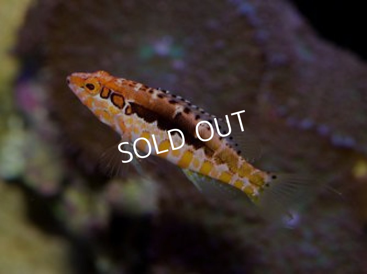 画像2: オレンジバックバスレット Serranus annularis (2)