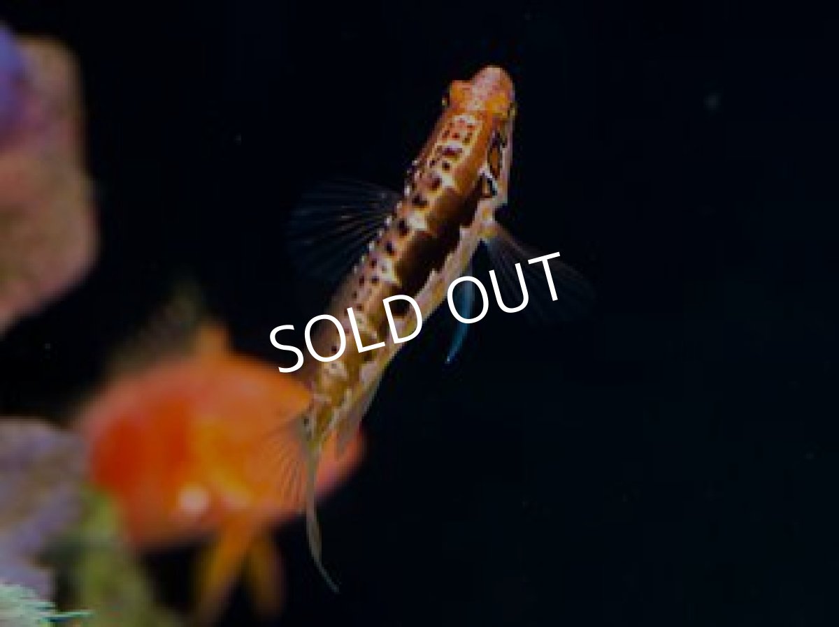 画像3: オレンジバックバスレット Serranus annularis (3)