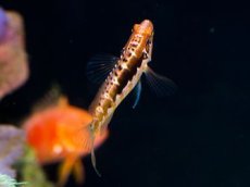 画像3: オレンジバックバスレット　Serranus annularis (3)